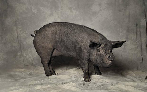 chato murciano - eldisparatedejavi